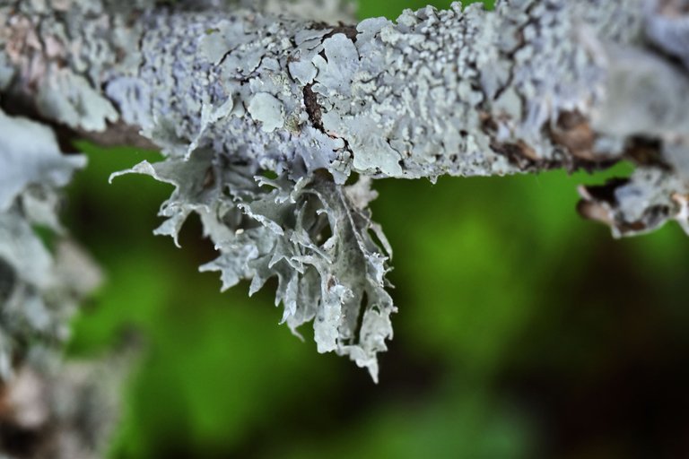 Grey lichen PPhyscia   Flavoparmelia.jpg