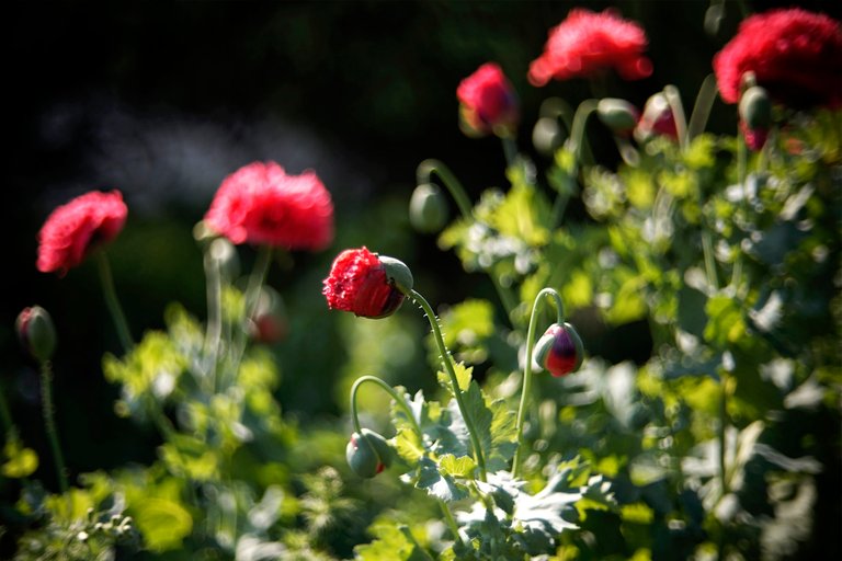 poppies garden bokeh 1.jpg