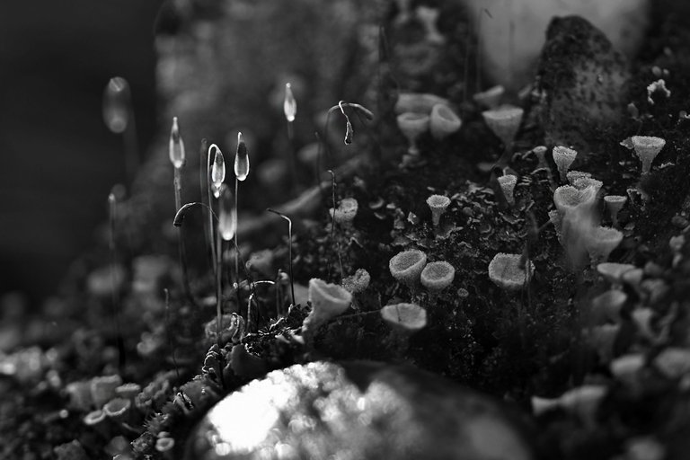 moss spores lichen bw 2.jpg