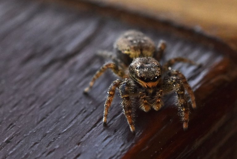 Jumping spider stairs pl 5.jpg
