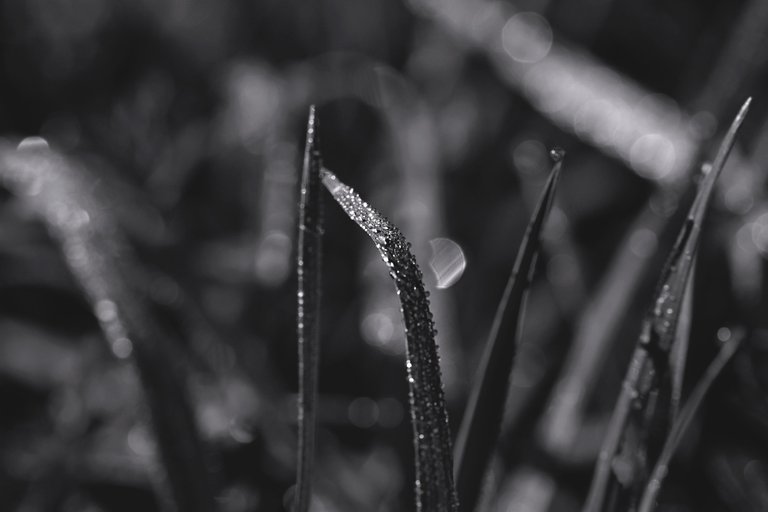 Waterdrops grass bokeh 3.jpg