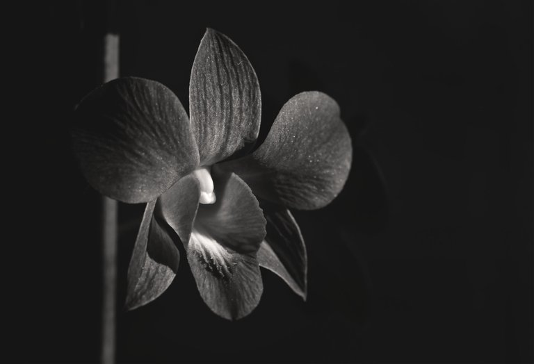 dendrobium purple happiness flower bw.jpg