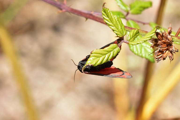 Cinnabar moth 6.jpg