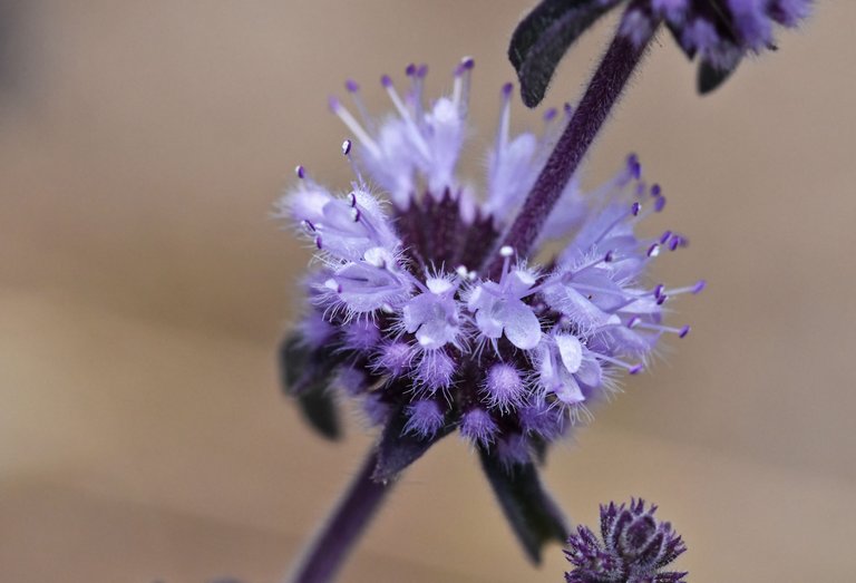 purple Mentha pulegium mint 7.jpg