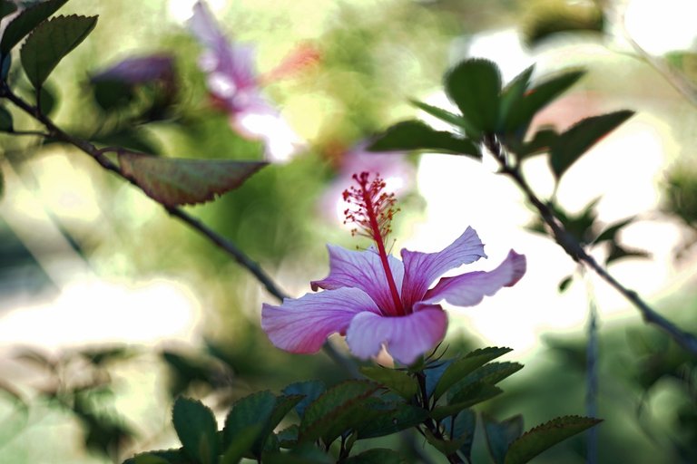 hibiscus park bokeh.jpg