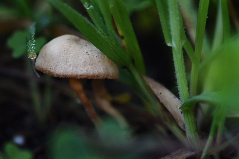 mushrooms no id park 3.jpg