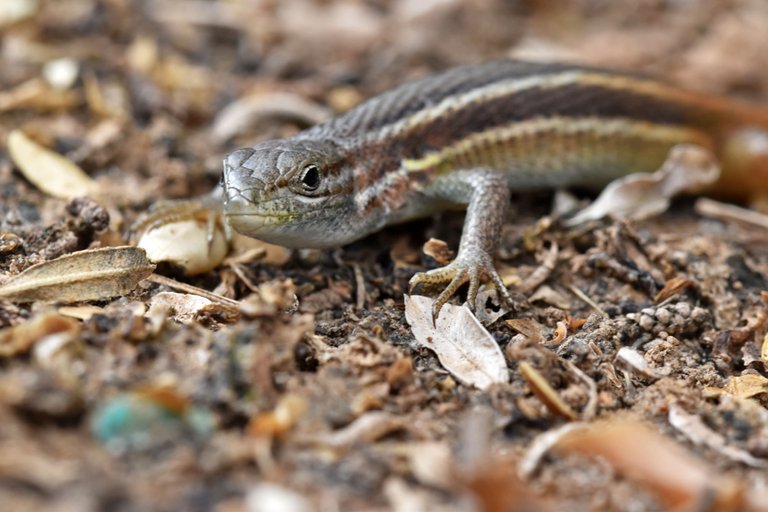 Psammodromus algirus lizard 3.jpg