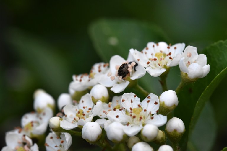 Anthrenus pimpinellae flower beetle garden 2.jpg