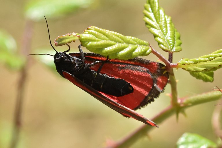 Cinnabar moth 4.jpg