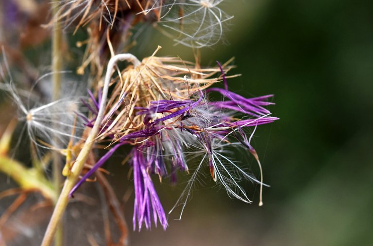 thistle fluffy seed pods 2.jpg