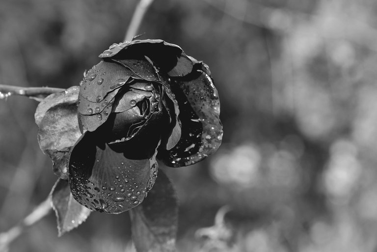 red rose drops macro bw 1.jpg