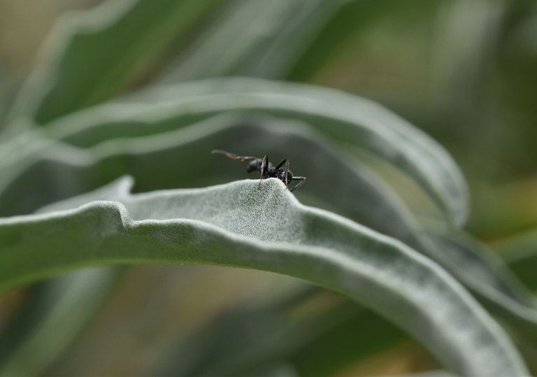 Black ant leaf 4.jpg