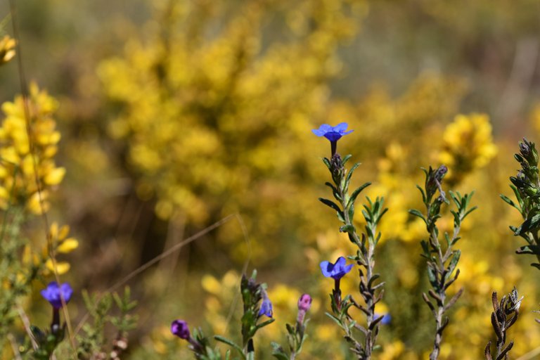 Lithodora prostrata blue wildflower ulex.jpg