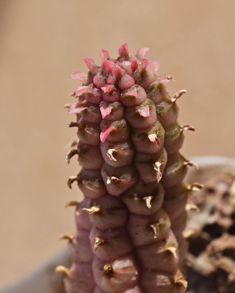 Euphorbia mammillaris variegata flower 6.jpg