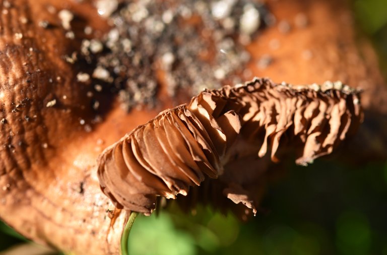 brown mushroom gills 4.jpg