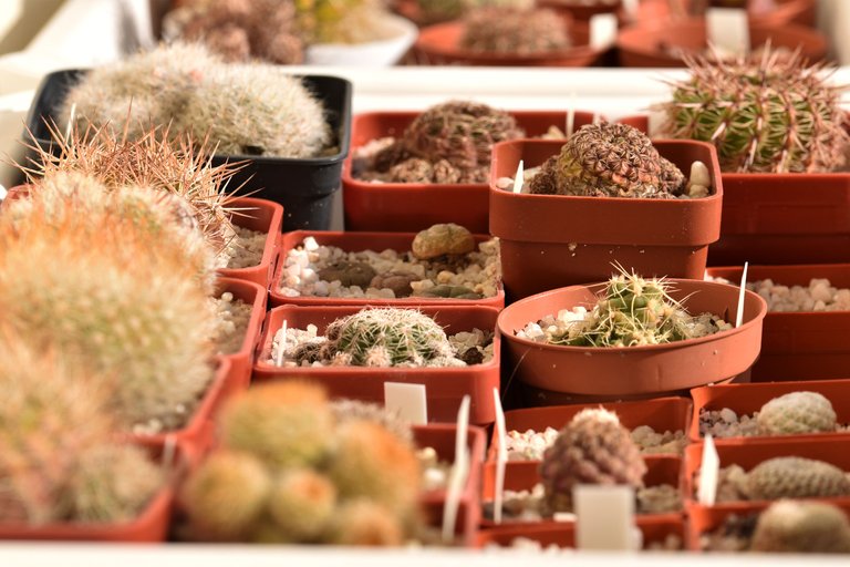 cacti tray.jpg