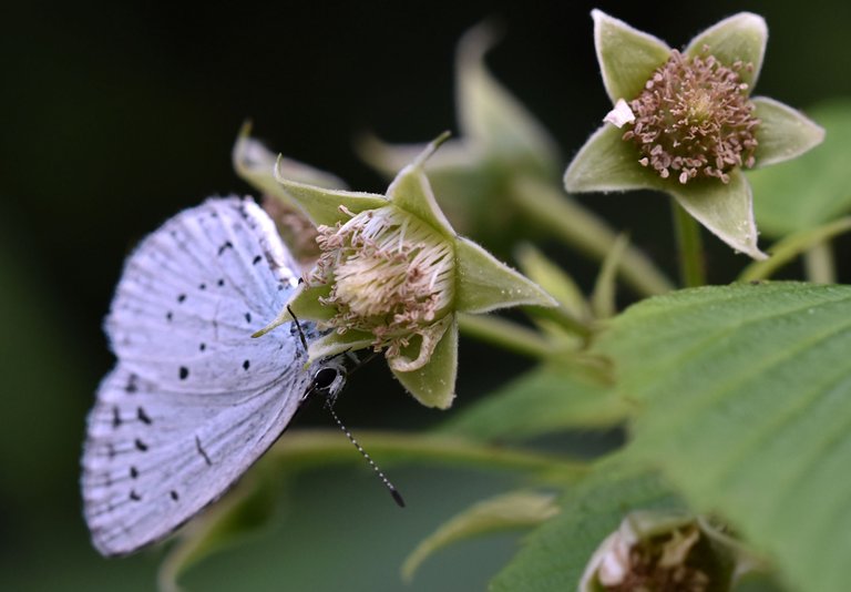 Small Blue Butterfly raspberry flower 7.jpg