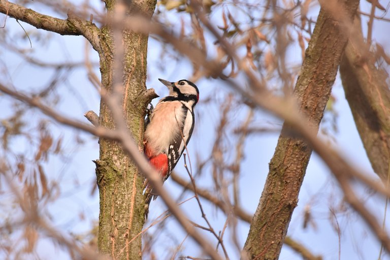 Great Spotted Woodpecker 1.jpg