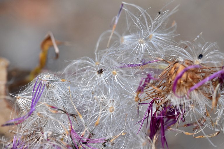 thistle fluffy seed pods 4.jpg