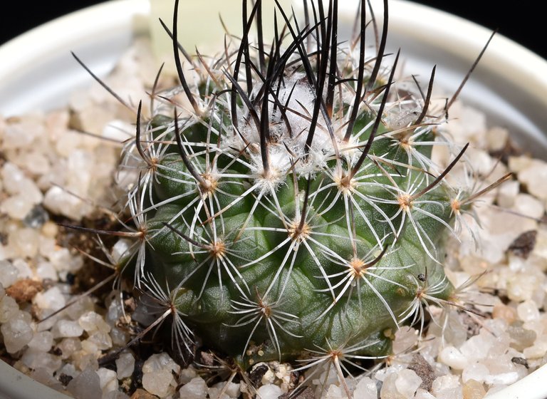 Turbinicarpus Viereckii 2.jpg