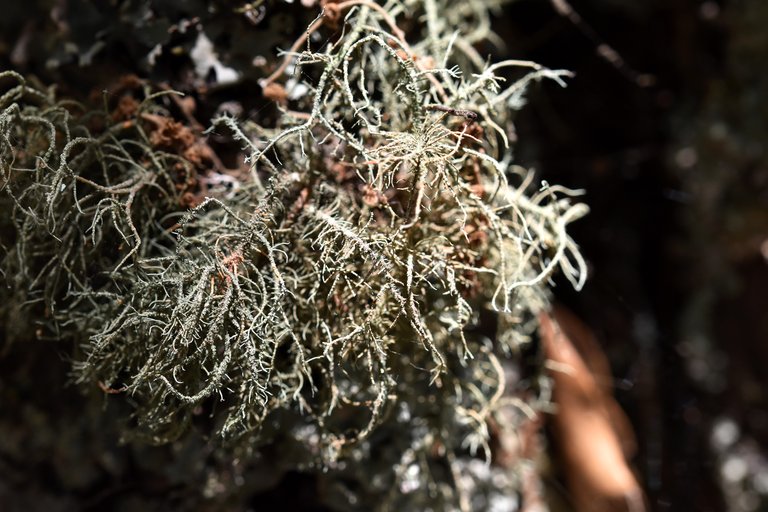 lichen twig 7.jpg