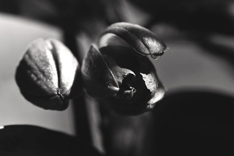 Dendrobium Nobile komet King buds bw 1.jpg