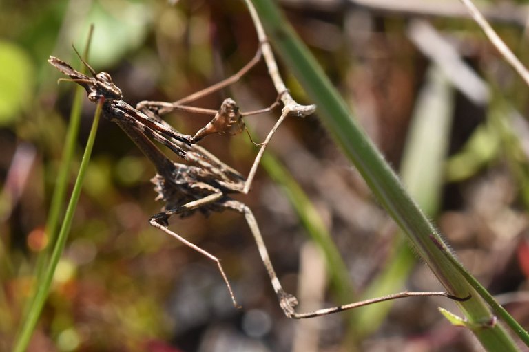 Praying mantis Empusa pennata 2.jpg