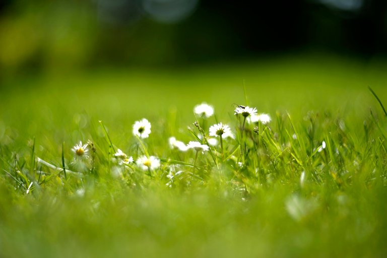 daisies grass helios bokeh.jpg