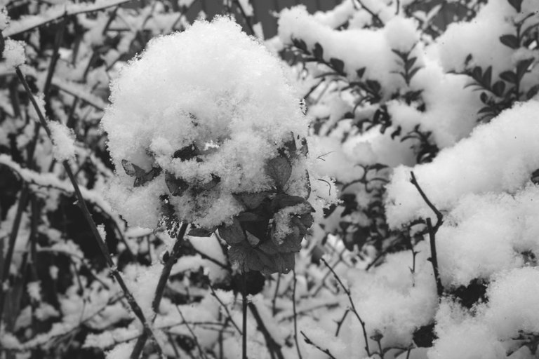 Winter snow hydrangea bw 1.jpg