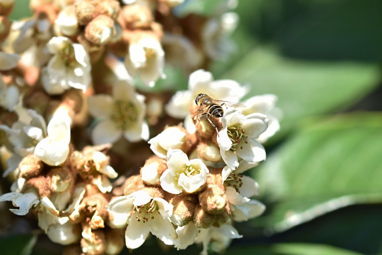 bee loquat flowers 1.jpg
