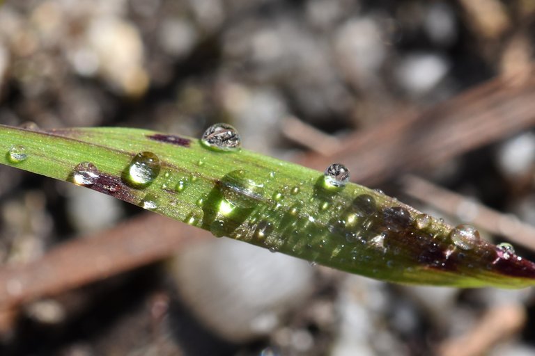 waterdrops grass macro.jpg