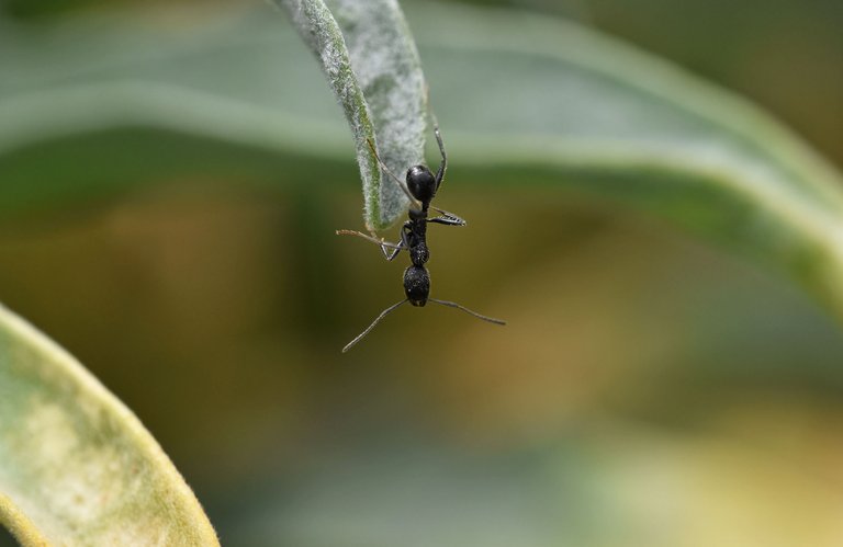 Black ant leaf 3.jpg
