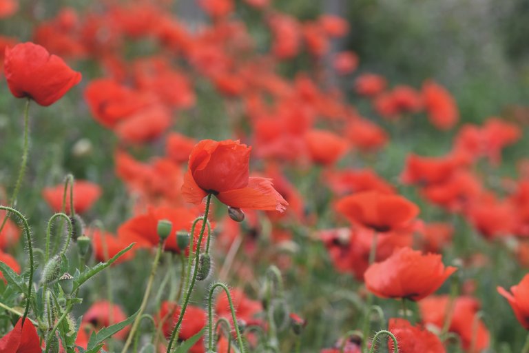 poppy field 3.jpg