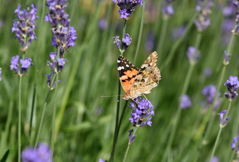 Painted Lady butterfly lavender 4.jpg