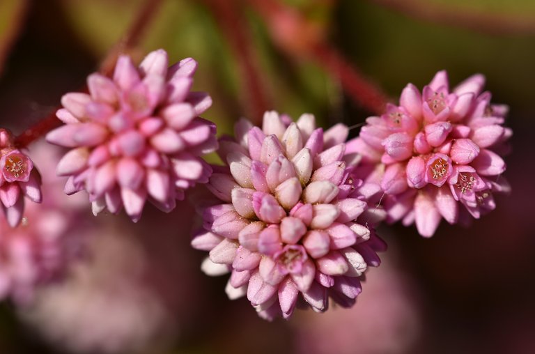 pink pom pom flowers no ID 4.jpg