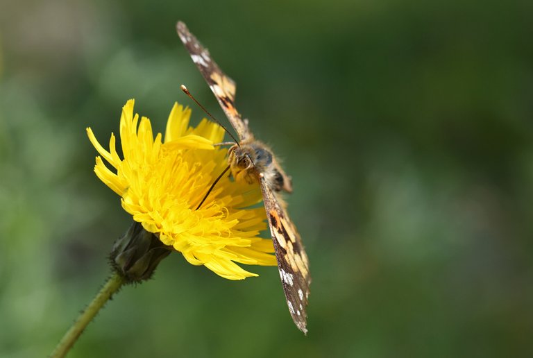 Painted lady butterfly damage 3.jpg