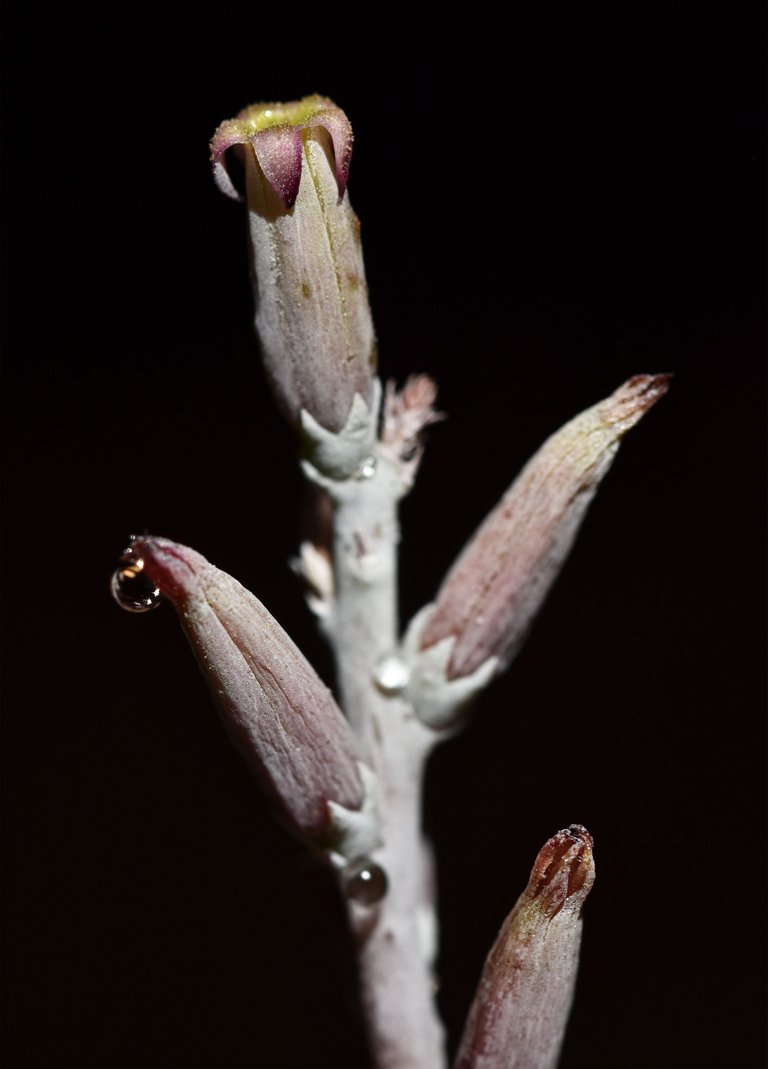 Adromischus festivus flower 3.jpg