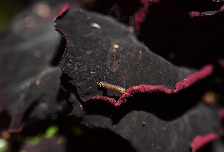 Rose Budworms caterpillar 2.jpg