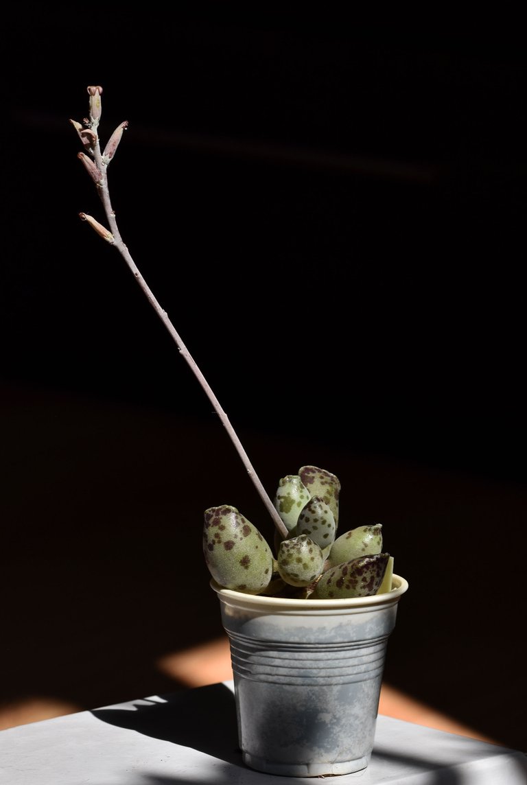 Adromischus festivus flower 4.jpg