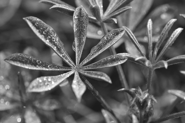 Lupine leaf waterdrops bw 3.jpg