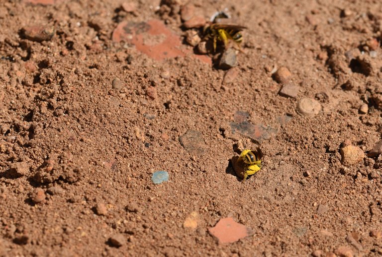 Ground bees landing 4.jpg