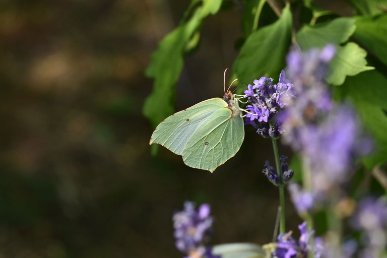 Common brimstone butterfly 6.jpg
