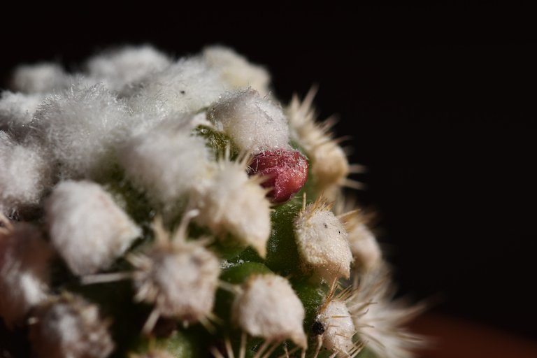 Mammillaria Gracilis Snowcap flower 9.jpg