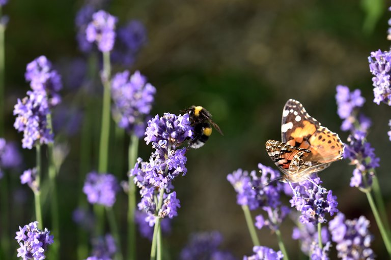 painted lady bumblebee lavender garden.jpg