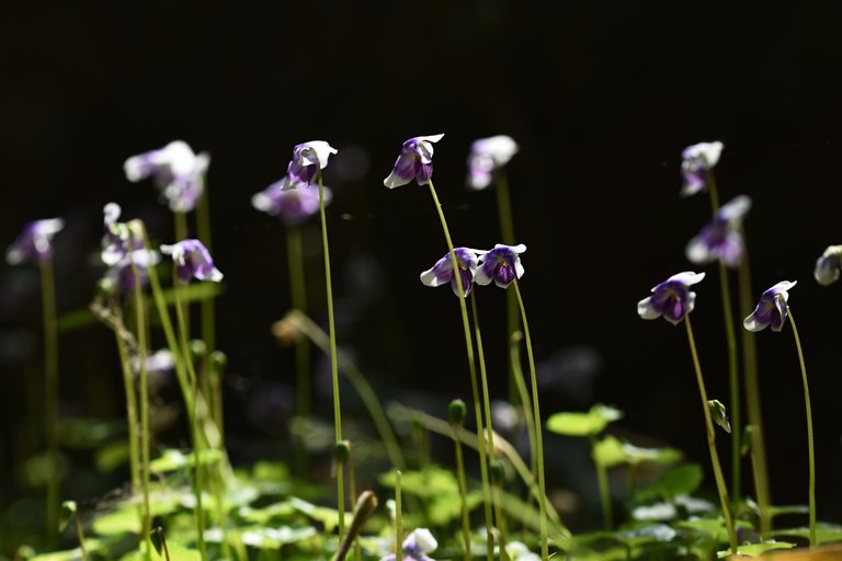 Viola hederacea violet 2.jpg