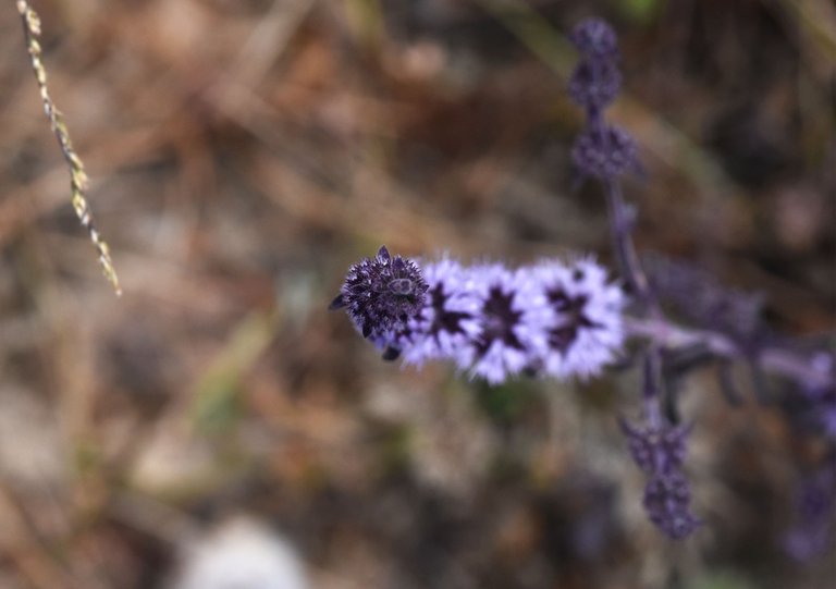 purple Mentha pulegium mint 2.jpg