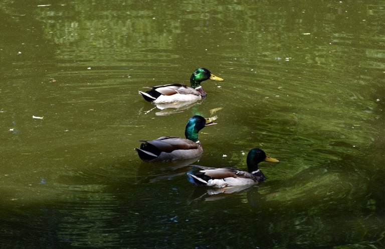 three ducks pond.jpg