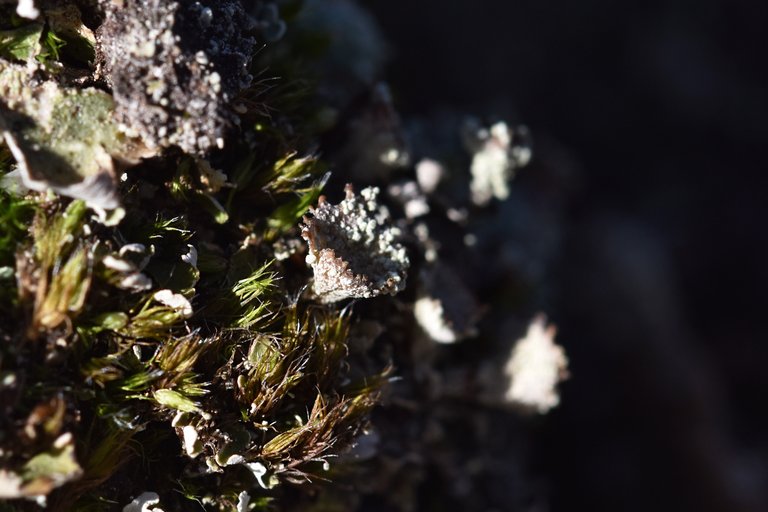Cladonia pyxidata lichen cups  3.jpg