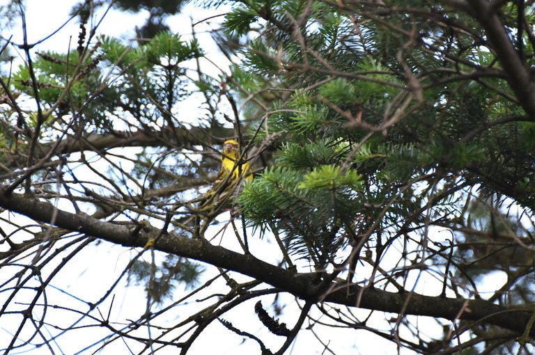 yellow birds pine tree.jpg