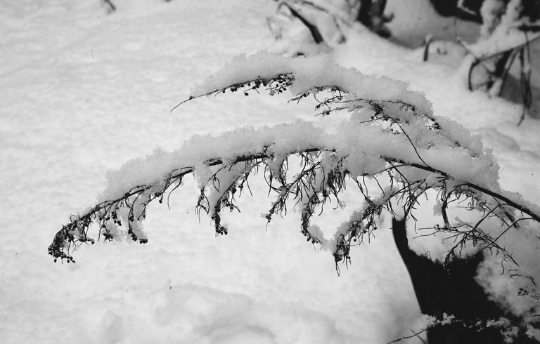 winter snow garden bw 1.jpg